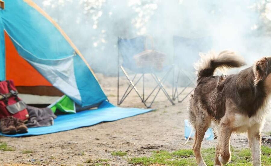 best pet-friendly camping Western Cape