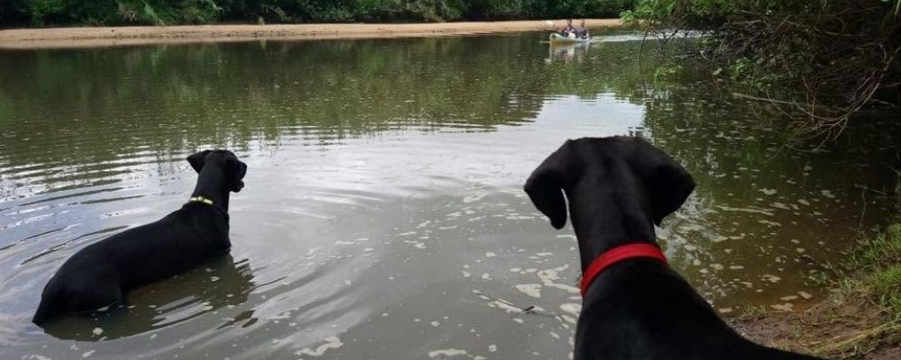 Two dogs wading into the river at Riverbend chalets & campsite