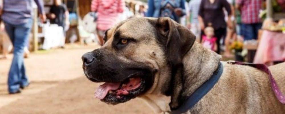 Closeup of a dog at the Shongweni Farmers & Craft Market