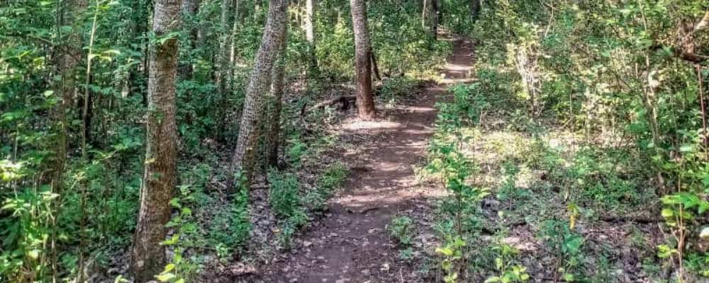 B'sorah forest hiking trail