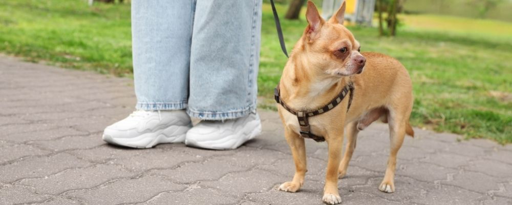 A leashed chihuahua walking on a park path