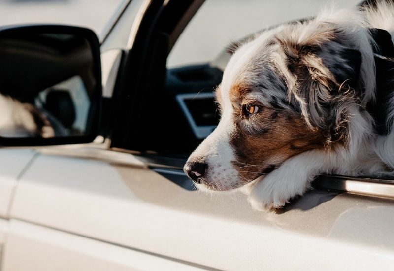 dog-friendly day trips