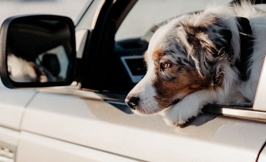 dog-friendly day trips
