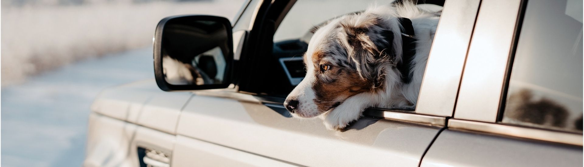 dog-friendly day trips