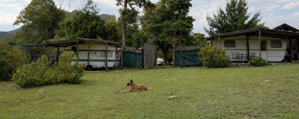 Dog playing with a stick at Bonniedale Wildnerness Ranch caravan park