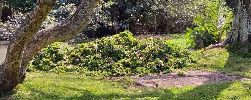 Durban Botanical Gardens path