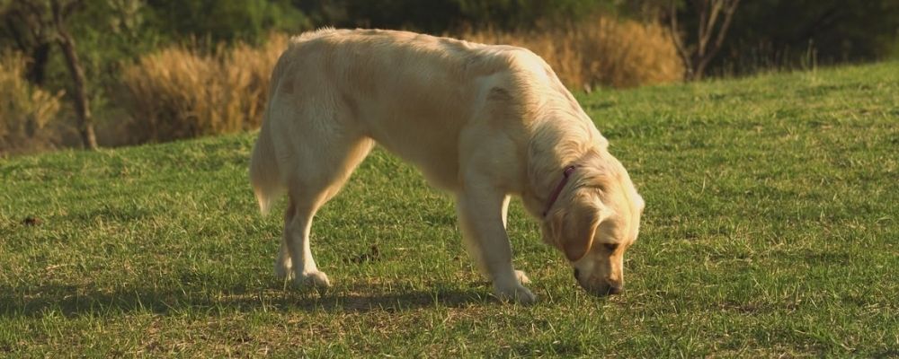 Golden labrador sniffing grass at James & Ethel Gray Park