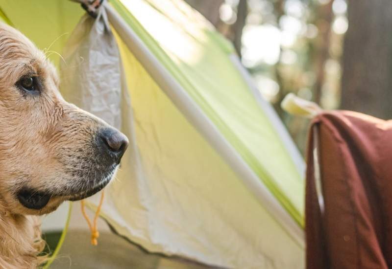 pet-friendly camping sites on the garden route