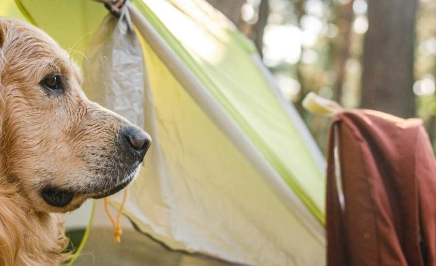 pet-friendly camping sites on the garden route