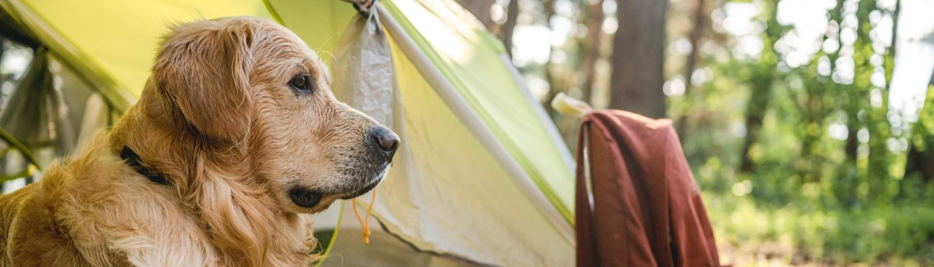 pet-friendly camping sites on the garden route