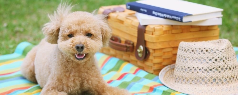 Poodle on a picnic blanket