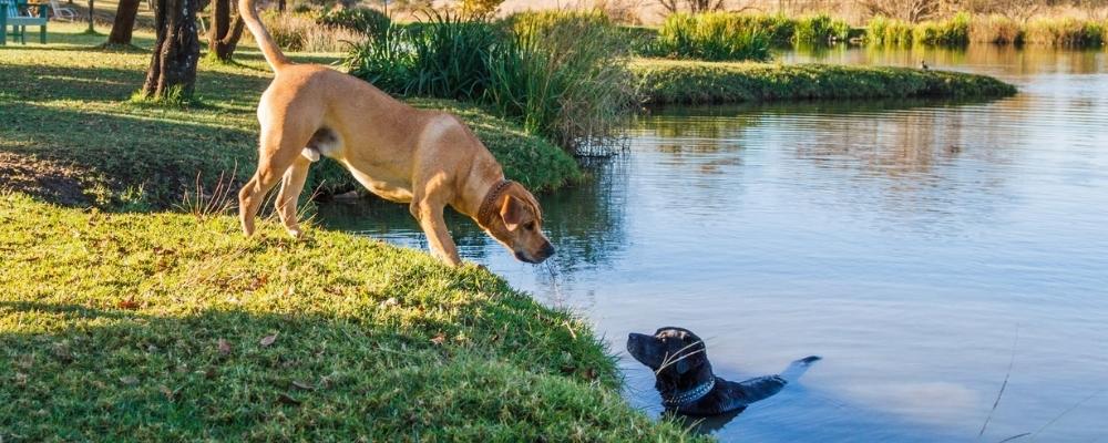 Two dogs playing together at Walkhaven Dog Park