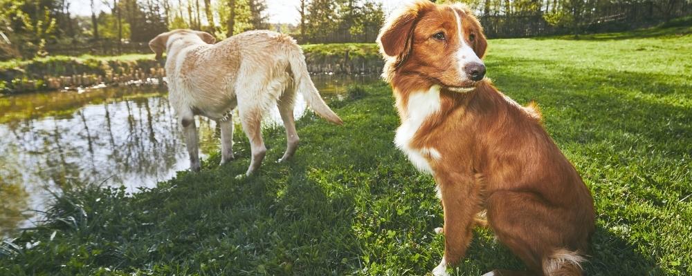 Two dogs playing at a pond