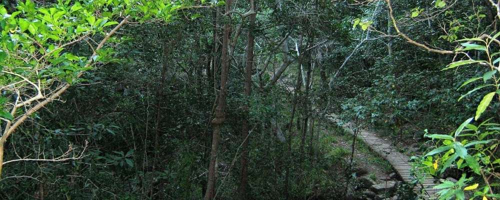Woodcutter's Path at Newlands Forest