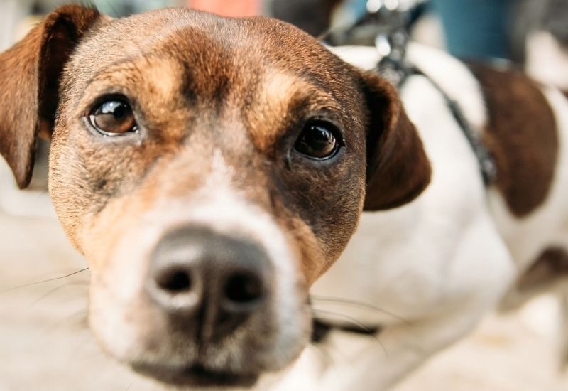 dog-friendly-markets-in-sa