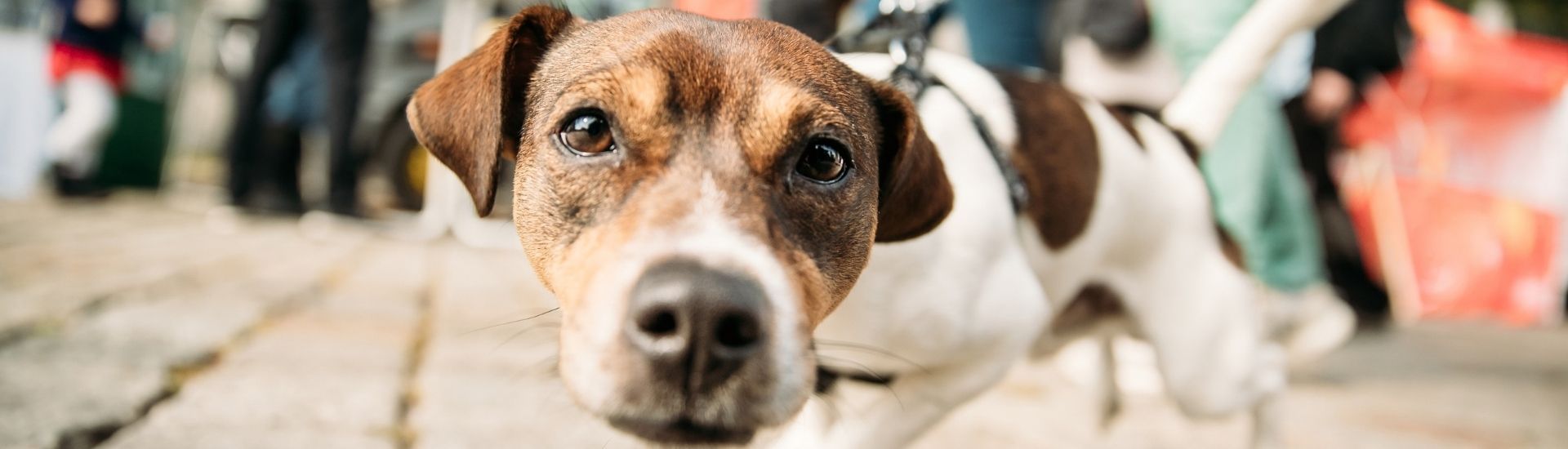 dog-friendly-markets-in-sa