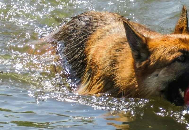 dog-friendly-swimming-spots-south-africa