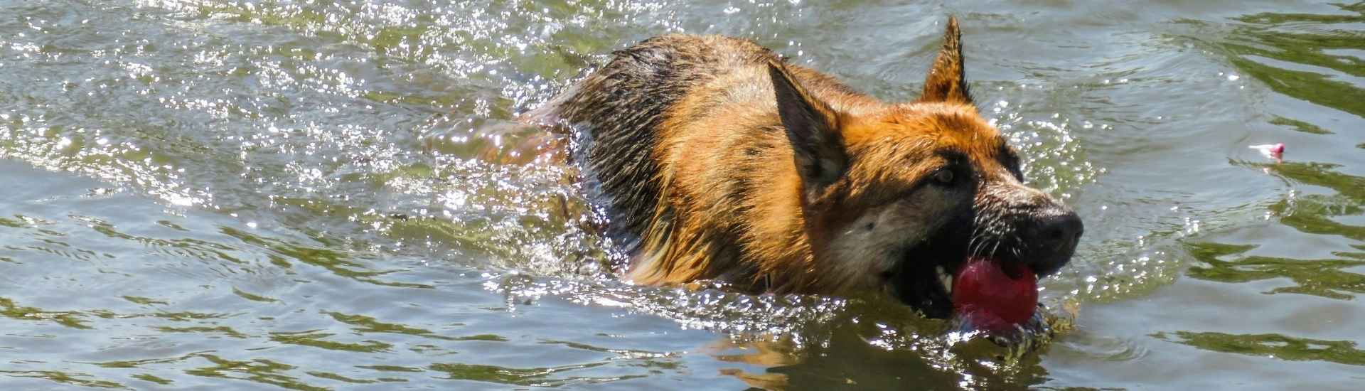 dog-friendly-swimming-spots-south-africa