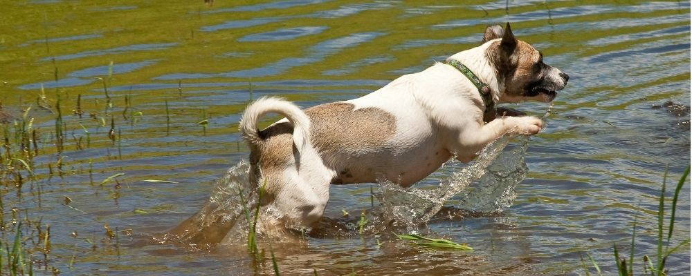 dog-leaping-in-dam-water
