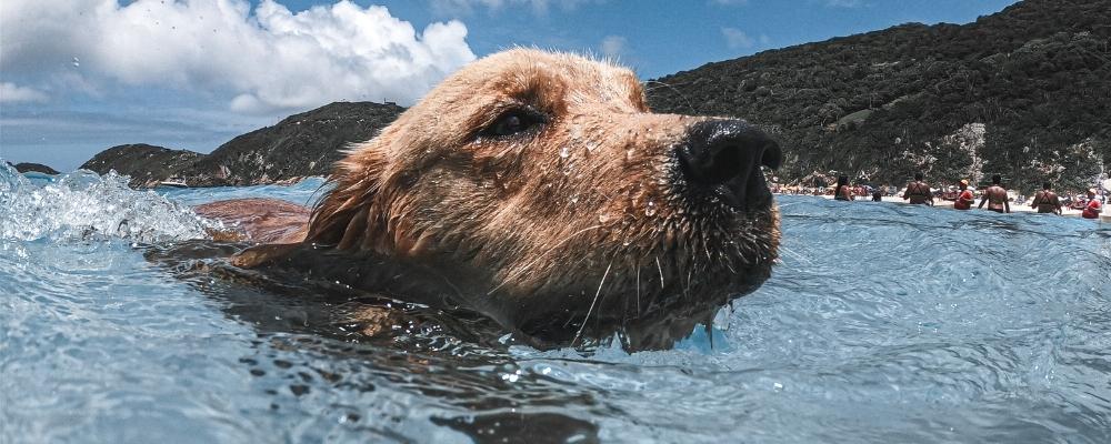 dog-swimming-at-beach