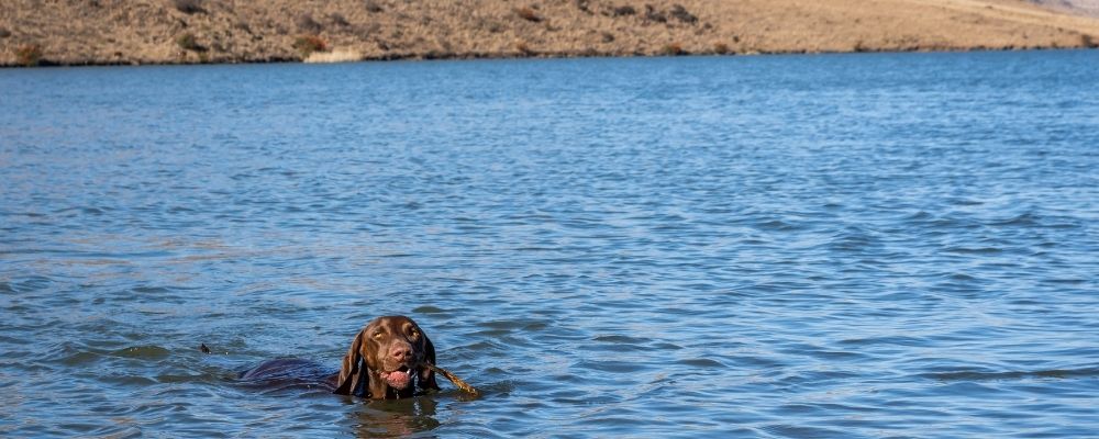 dog-swimming-in-dam
