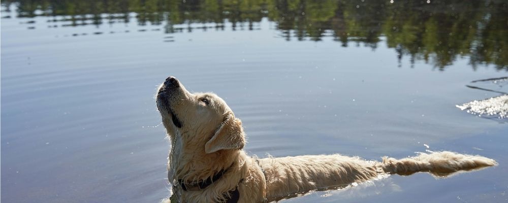 dog-swimming-in-lake