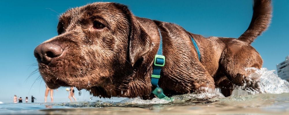 dog-wading-into-beach