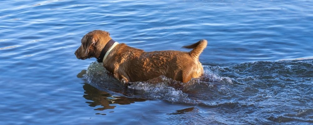 dog-wading-into-dam