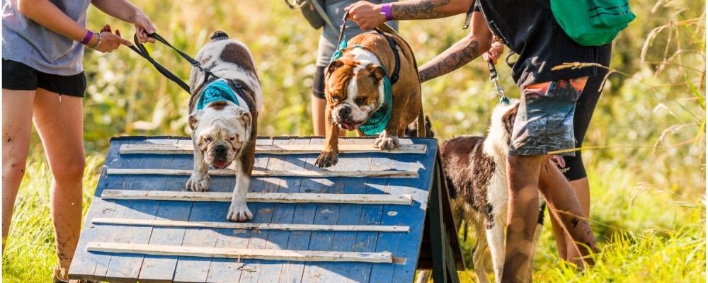 dogs-playing-at-walkhaven-dog-park